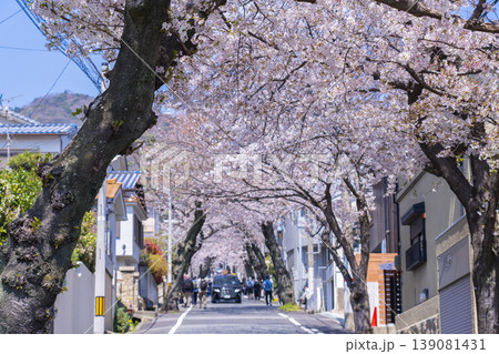 神戸市灘区 桜のトンネル 神戸市灘区 桜のトンネル 139081431