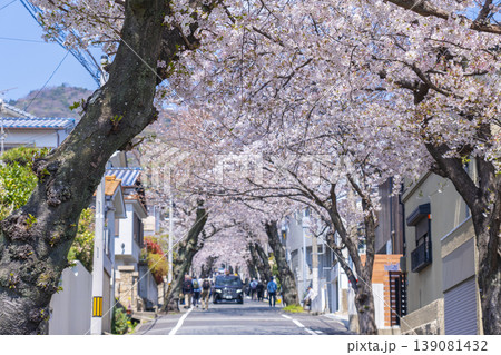 神戸市灘区　桜のトンネル 139081432