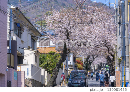 神戸市灘区　桜のトンネル 139081436