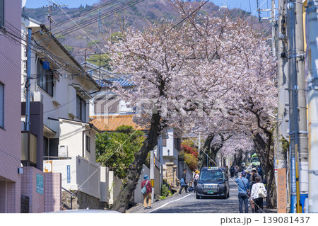 神戸市灘区　桜のトンネル 139081437