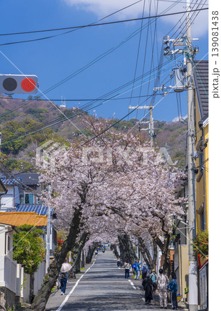 神戸市灘区 桜のトンネル 神戸市灘区 桜のトンネル 139081438