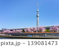 隅田公園の桜と東京スカイツリー 139081473