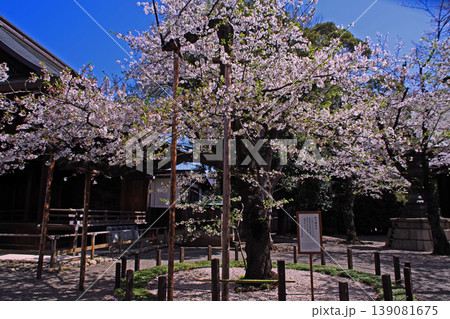 靖国神社＿桜標本木 139081675