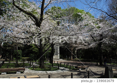 靖国神社_境内の桜 靖国神社_境内の桜 139081679