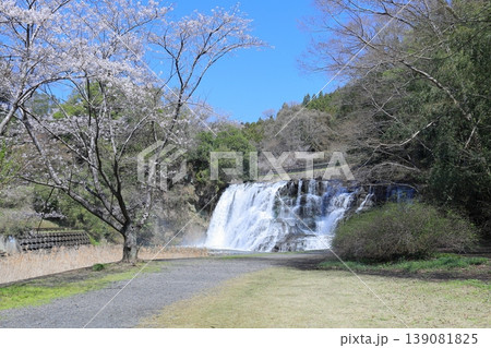 龍門の滝と桜 龍門の滝と桜 139081825