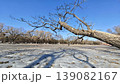 Dry trees and blue sky, ice and shadow in winter parks in the north 139082167