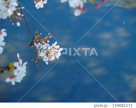 土手に咲く木漏れ日の当たる桜の花弁流れる川面背景の桜の花 土手に咲く木漏れ日の当たる桜の花弁流れる川面背景の桜の花 139082272