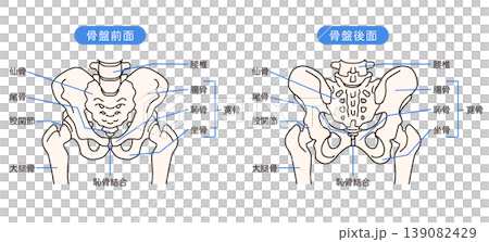 骨盤の前面と後面 骨盤の前面と後面 139082429