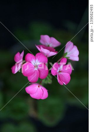 ゼラニュームの花 139082493