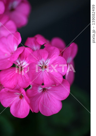 ゼラニュームの花 139082499