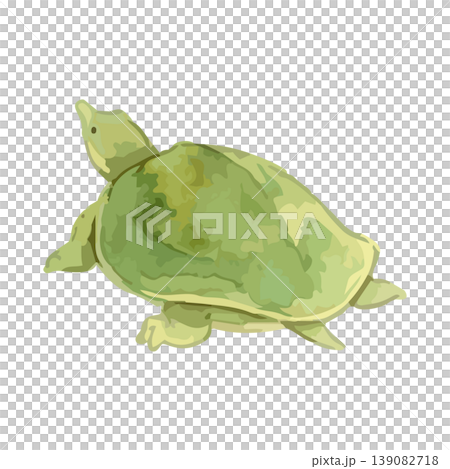 水彩風の亀・すっぽんのイラスト 水彩風の亀・すっぽんのイラスト 139082718