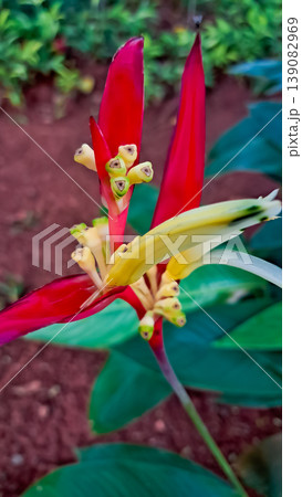 close-up photo of a heliconia banana plant close-up photo of a heliconia banana plant 139082969