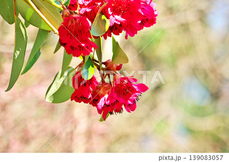 真っ赤なシャクナゲモドキの花(春、四月) 真っ赤なシャクナゲモドキの花(春、四月) 139083057