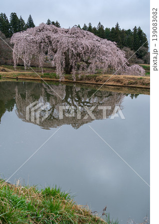 映る枝垂れ桜 映る枝垂れ桜 139083082
