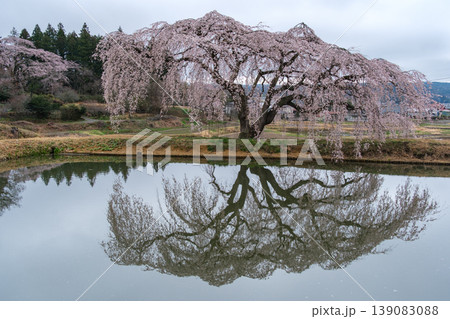 映る一本桜 139083088