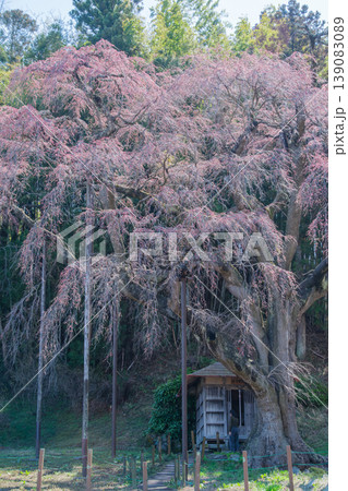 枝垂れ桜と地蔵堂 139083089