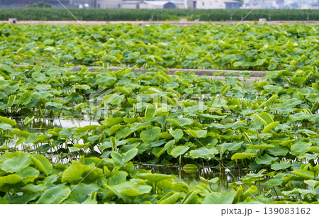 緑の葉が広がる夏の蓮根畑 緑の葉が広がる夏の蓮根畑 139083162