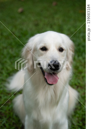 芝生の上で笑顔を見せるゴールデンレトリバーのポートレート 139083184