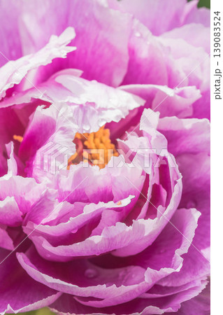 牡丹の花のアップ 牡丹の花のアップ 139083524