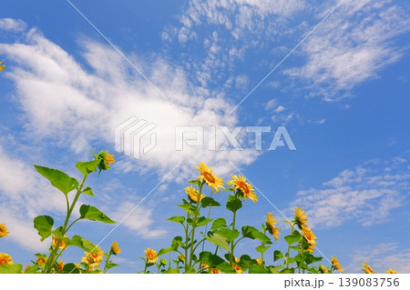 ひまわり - いかにも真夏らしいさわやかな青空と、太陽に向かって咲き誇るヒマワリで、夏休みのイメージ ひまわり - いかにも真夏らしいさわやかな青空と、太陽に向かって咲き誇るヒマワリで、夏休みのイメージ 139083756