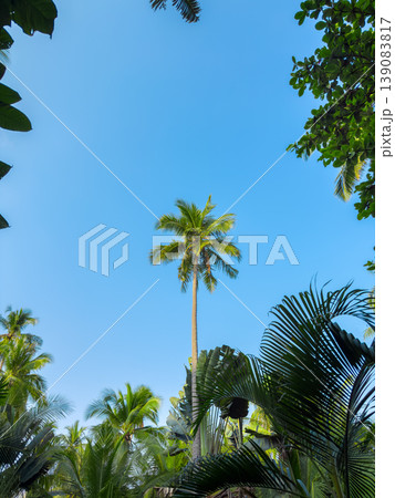 Lush green tropical palm trees and exotic foliage in a peaceful garden setting near the beach. Lush green tropical palm trees and exotic foliage in a peaceful garden setting near the beach. 139083817