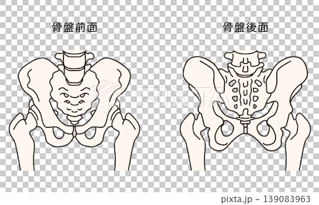 Front and back of the pelvis Front and back of the pelvis 139083963