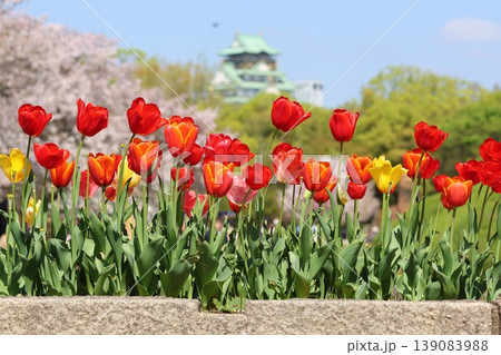 春の花壇に咲く赤いチューリップ 春の花壇に咲く赤いチューリップ 139083988