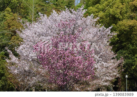 二種の桜 139083989