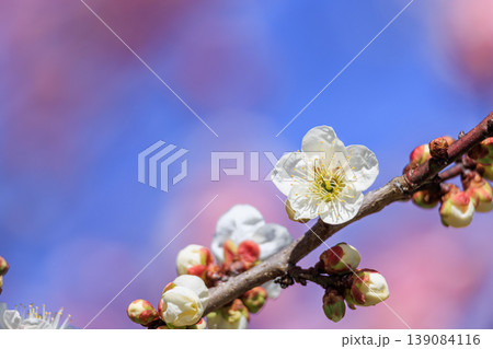 梅の花 白梅 梅の花 白梅 139084116