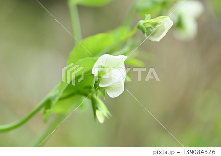 スナップエンドウの花 139084326