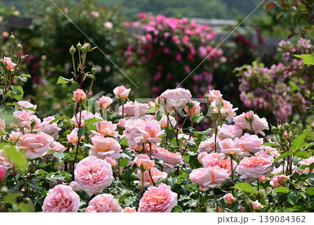 満開のバラの花(2) 139084362