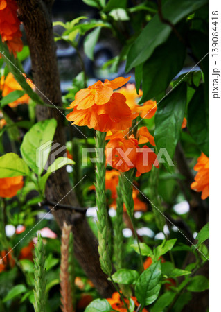 クロッサンドラ 139084418