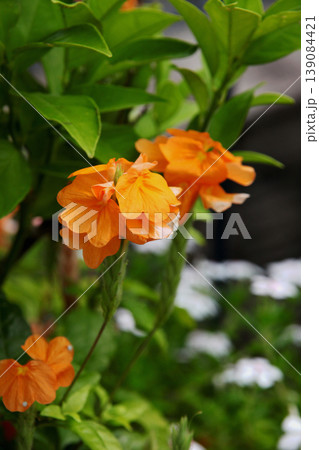 クロッサンドラ 139084421