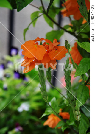 クロッサンドラ 139084425