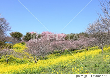 益子町 小宅古墳群 菜の花桜まつり 益子町 小宅古墳群 菜の花桜まつり 139084436