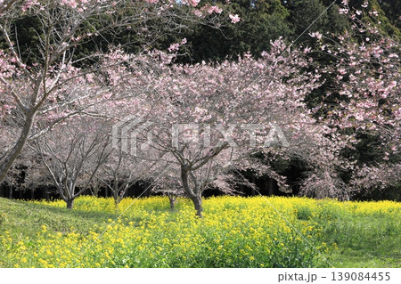 益子町 小宅古墳群 菜の花桜まつり 益子町 小宅古墳群 菜の花桜まつり 139084455