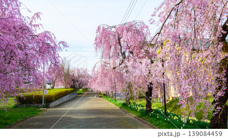 清々しい朝 日中線しだれ桜散歩道 福島県 清々しい朝 日中線しだれ桜散歩道 福島県 139084459