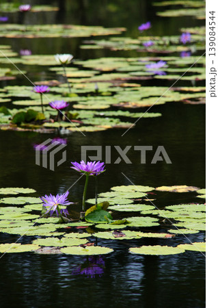 睡蓮 139084544