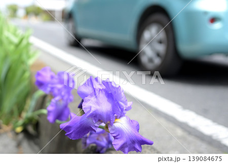 路傍に咲いた紫の菖蒲の花、クルマが走っている 路傍に咲いた紫の菖蒲の花、クルマが走っている 139084675