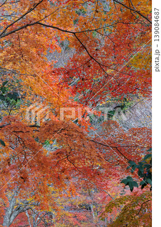 秋の色に染まった紅葉 秋の色に染まった紅葉 139084687