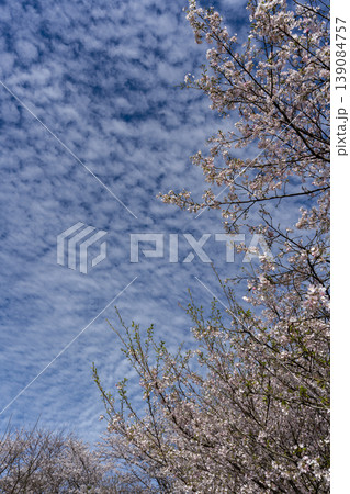 散り始めるころの桜と青空のコピースペース 139084757