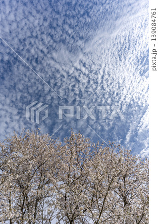 散り始めるころの桜と青空のコピースペース 139084761