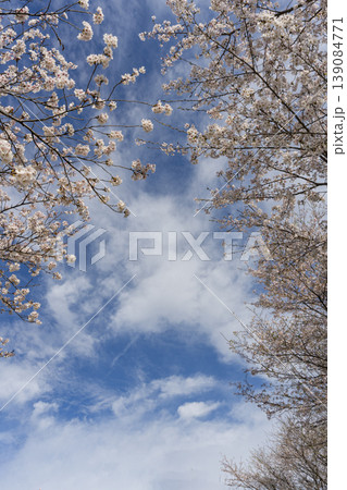 散り始めるころの桜と青空のコピースペース 139084771