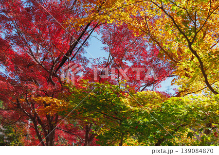 鮮やかな紅葉 鮮やかな紅葉 139084870