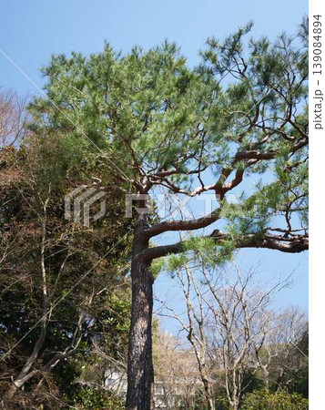 日本庭園 皇居 日本庭園 皇居 139084894