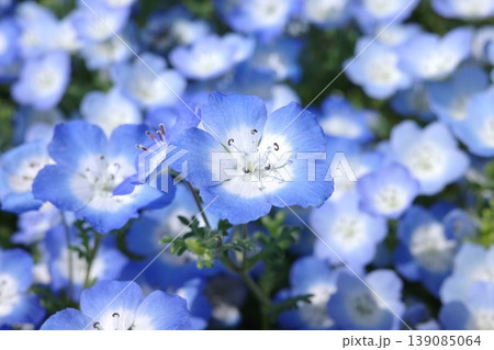 花畑のネモフィラの1輪のクローズアップ 花畑のネモフィラの1輪のクローズアップ 139085064