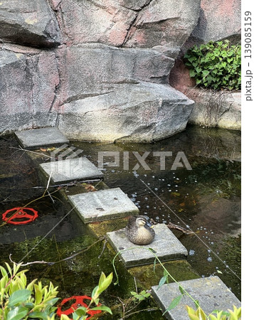 水辺の飛び石でくつろぐカモ|自然の中の癒し風景と野鳥 水辺の飛び石でくつろぐカモ|自然の中の癒し風景と野鳥 139085159