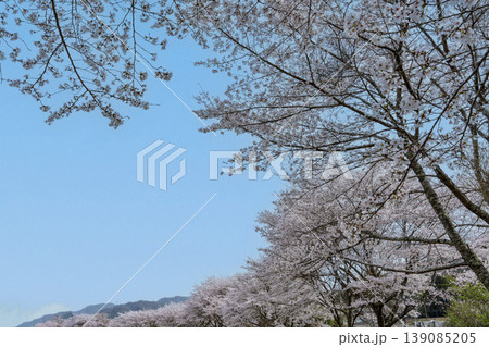 故郷の桜イメージ 故郷の桜イメージ 139085205