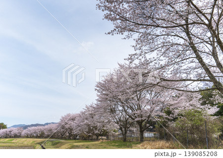 故郷の桜イメージ 故郷の桜イメージ 139085208