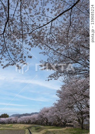 故郷の桜イメージ 故郷の桜イメージ 139085214